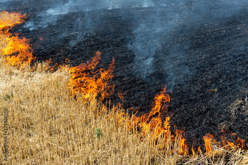 Wildfire on wheat field stubble after harvesting near forest. Burning dry grass meadow due arid climate change hot weather and evironmental pollution. Soil enrichment with natural ash fertilizer