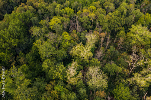 Luftaufnahme eines gesunden deutschen Mischwalds mit einigen lichten Baumkronen