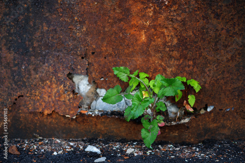 A green plant sprouts through a hole in a rusty metal sheet
