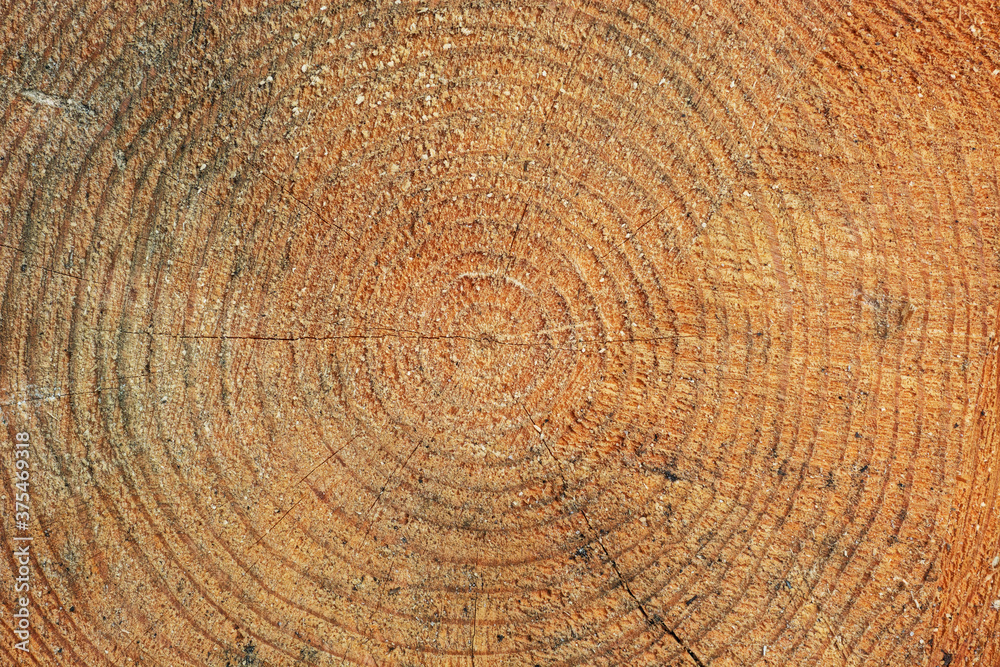 Naklejka premium Cross section of oak grove tree trunk showing growth rings