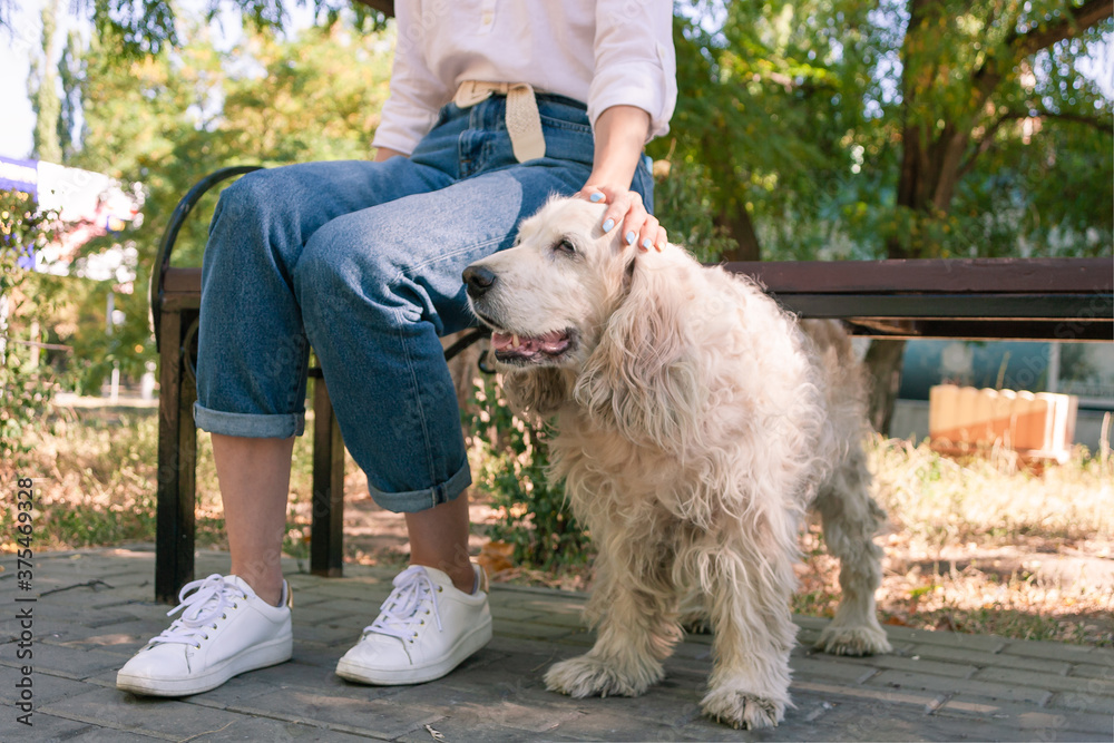 Elderly English Cocker Spaniel sit near bench with owner young woman. Walking with pet in park at summer day Elderly English Cocker Spaniel sit near bench with owner young woman. Walking with pet in park at summer day