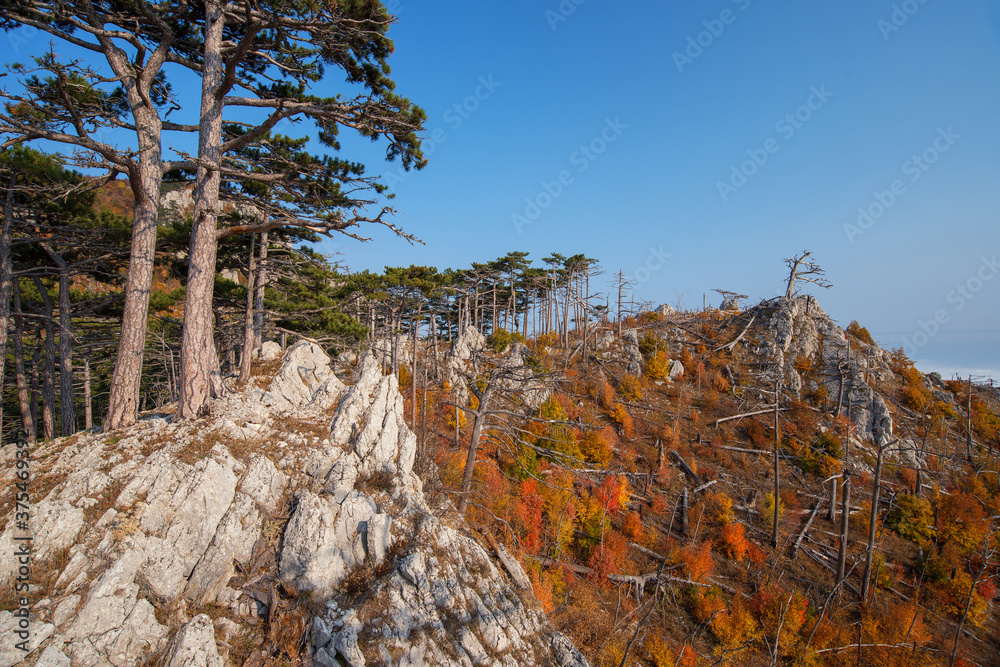Yellow and red autumn trees and green pines on the slopes of the Crimean mountains Yellow and red autumn trees and green pines on the slopes of the Crimean mountains