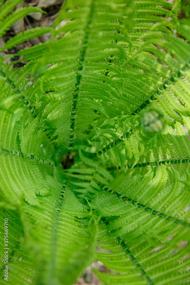 Fresh green fern leafs, close up Fresh green fern leafs, close up