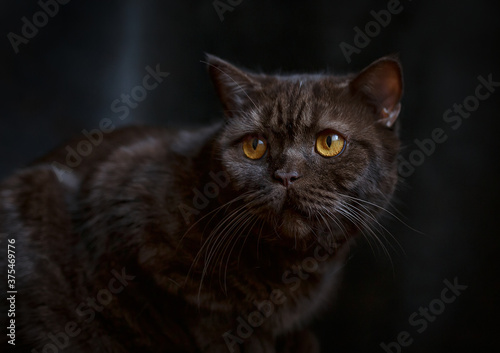 black cat portrait