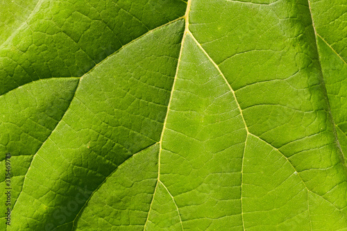 Close up view of the pattern of veins on the large leaf of an evergreen plant