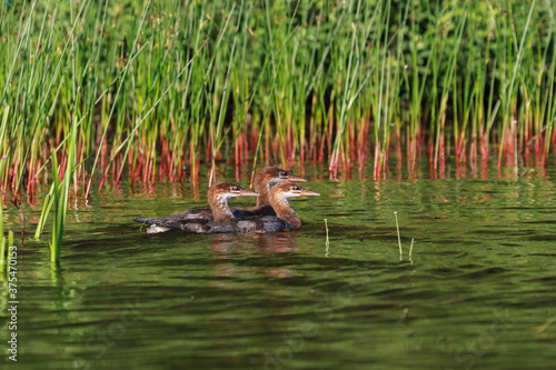 Merganser duckling swimming past aquatic green vegetation. 