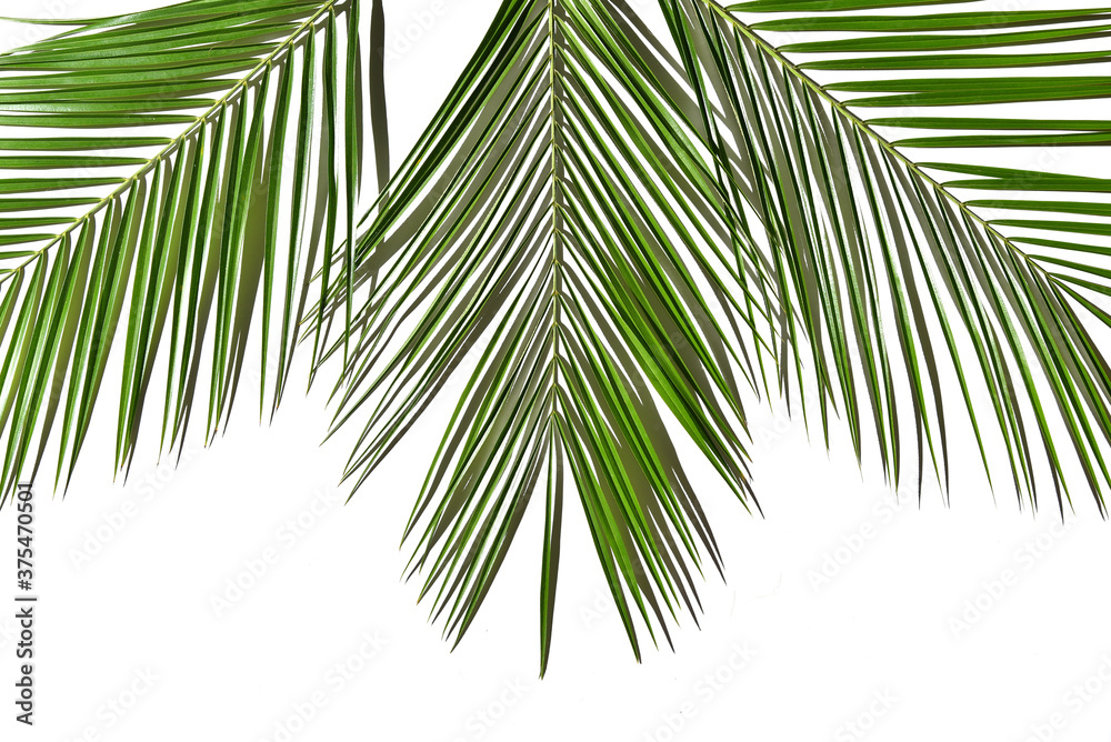 Fototapeta premium Tropical green palm tree leaf copy space banner mock up