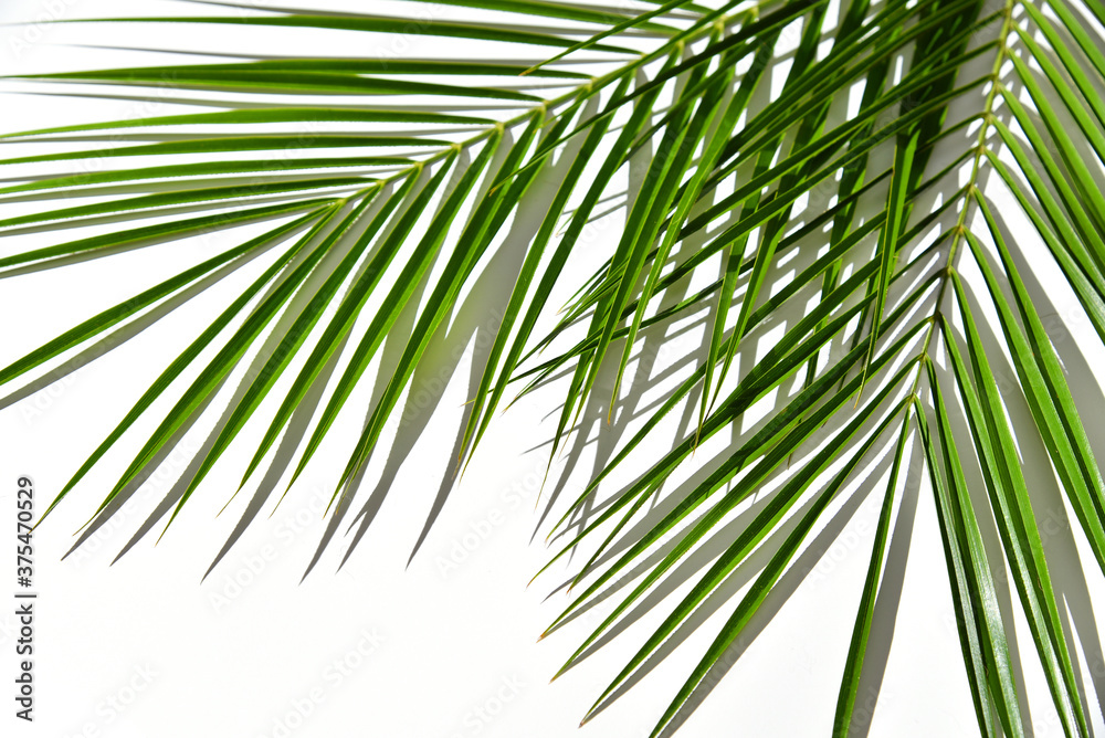 Tropical rainforest plant, greenery palm tree leaves Tropical rainforest plant, greenery palm tree leaves