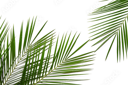 Tropical green palm tree branch on white background
