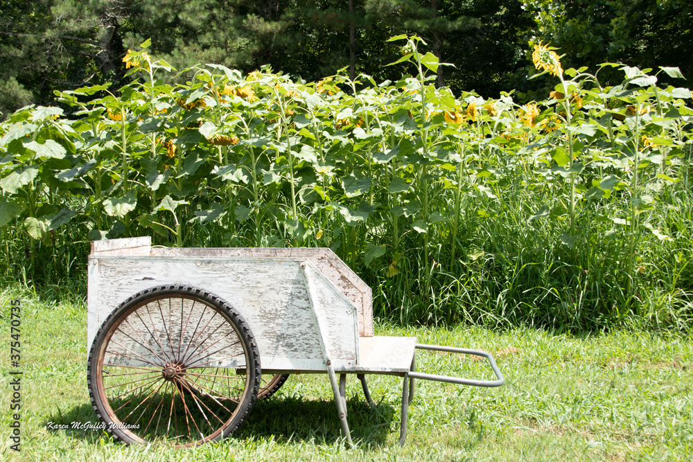 wheelbarrow with sunflowers