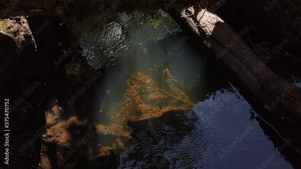 Bugs swimming in clean water Bugs swimming in clean water