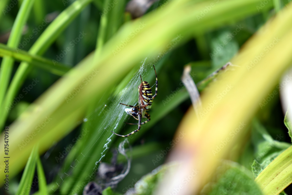 Fototapeta premium Wespenspinne mit Beute