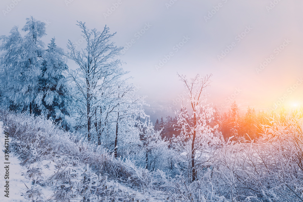 Winter landscape At Sunrise, Winter Forest with trees covered with snow, Germany Winter landscape At Sunrise, Winter Forest with trees covered with snow, Germany