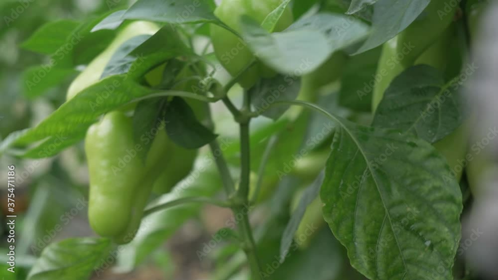 farmer hands golding green bell pepper outdoor, fresh harvested vegetables close up. organic farming concept authentic real video. farmer hands golding green bell pepper outdoor, fresh harvested vegetables close up. organic farming concept authentic real video.