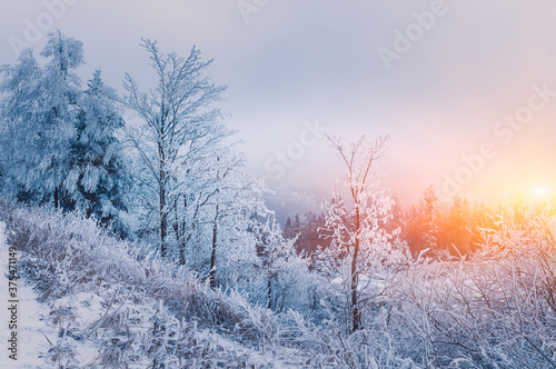 Winter landscape At Sunrise, Winter Forest with trees covered with snow, Germany