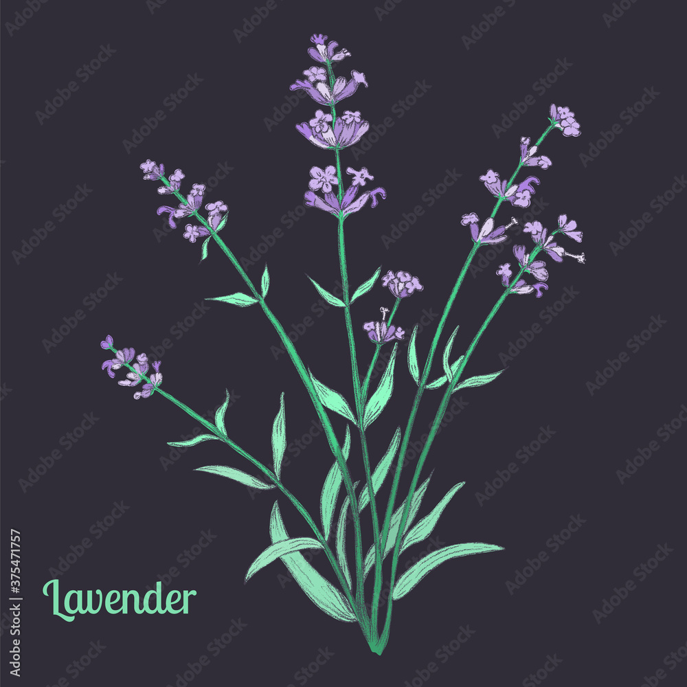 Pencil Drawn Vector Illustration of a Lavender Pencil Drawn Vector Illustration of a Lavender