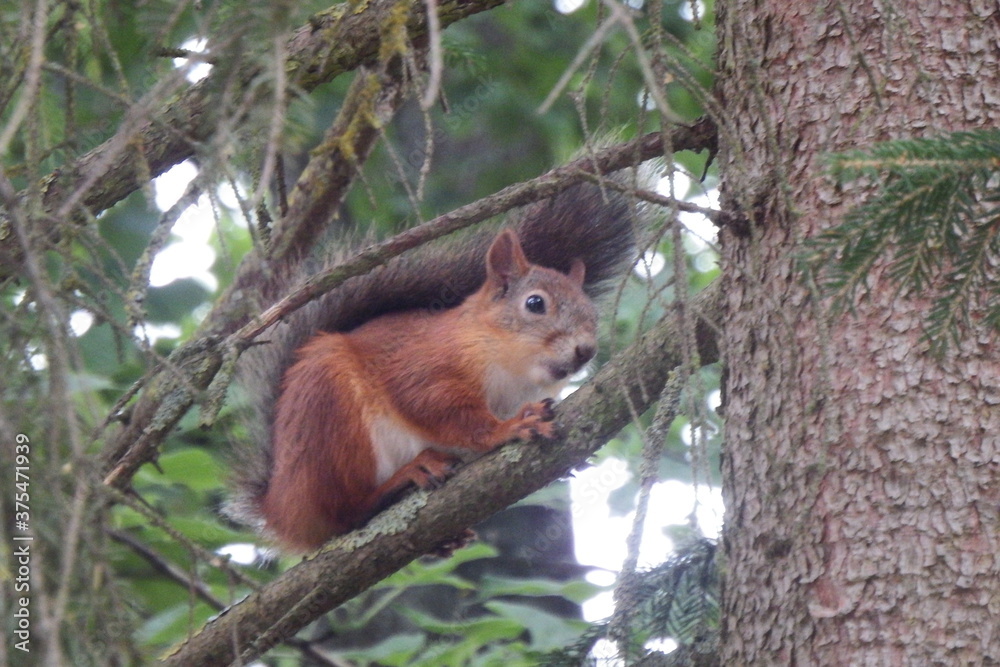 A squirrel sits on a tree branch A squirrel sits on a tree branch