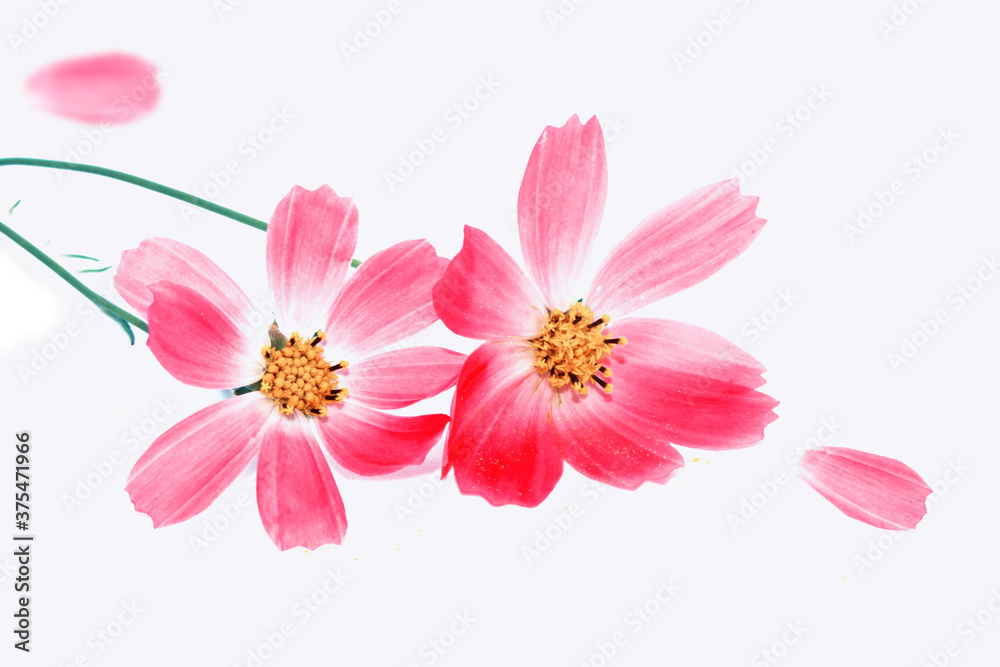 Fototapeta premium Bright colorful cosmos flowers