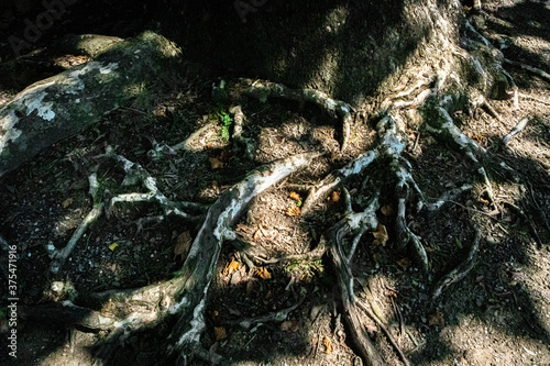 Solemn Detail of Roots of Large Tree