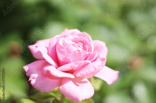 A close up shot of a beautiful pink rose shining softly in the sun