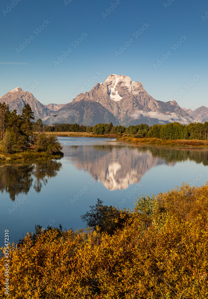 Vertical photo - Hawk flies across the  reflection of mountain in river at Oxbow Bend during Autumn in Grand Teton National Park