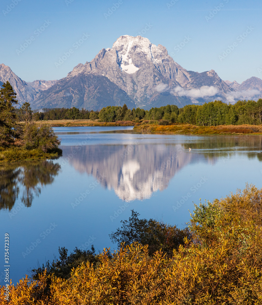 Vertical photo - White Pelican swims into reflection of mountain in water at Oxbow Bend during Autumn in Grand Teton National Park
