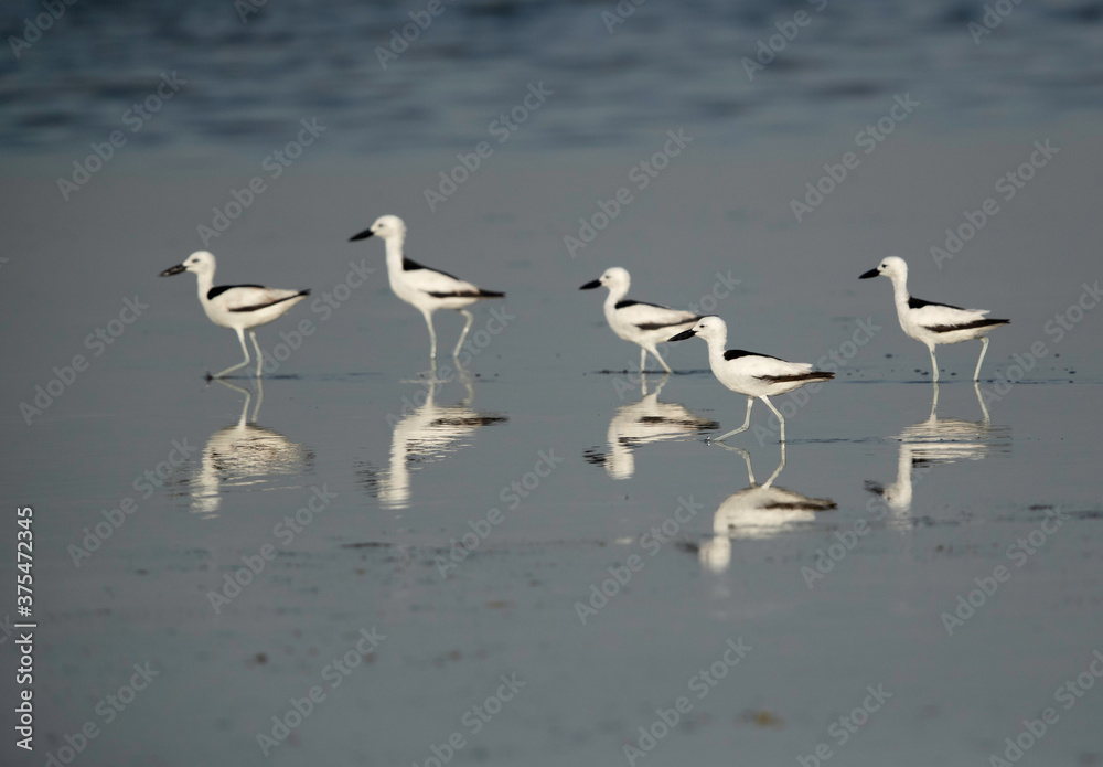 Crab plovers with reflection of water at Busaiteen coast, Bahrain