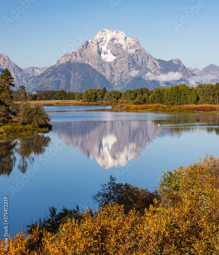 Fototapeta Naklejka Na Ścianę i Meble -  Vertical photo - White Pelican swims into reflection of mountain in water at Oxbow Bend during Autumn in Grand Teton National Park