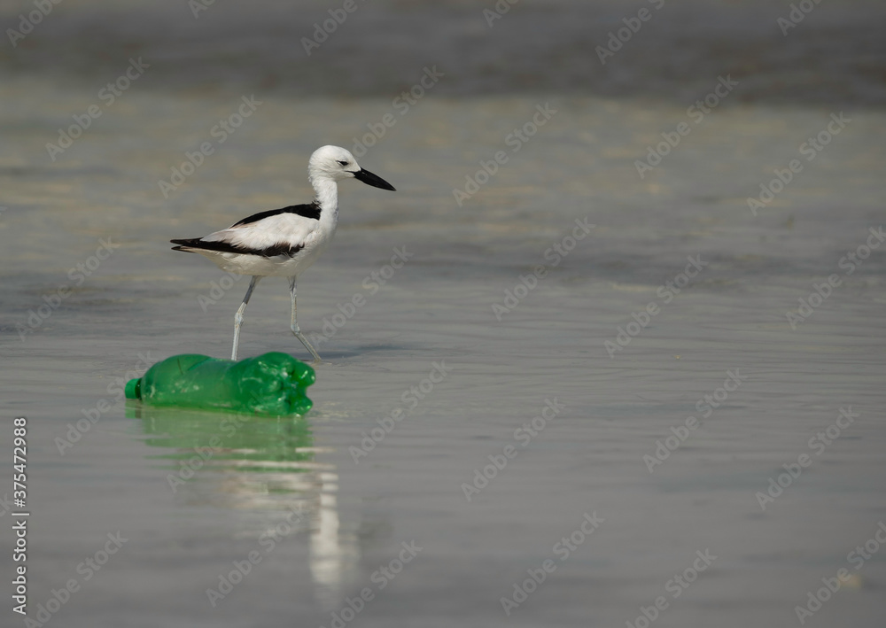 Beautiful Crab plover and the garbage dump at Busaiteen coast, Bahrain Beautiful Crab plover and the garbage dump at Busaiteen coast, Bahrain