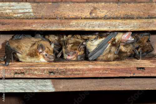 Fotografia Big brown bats (Eptesicus fuscus) colony in attic, Iowa, USA.