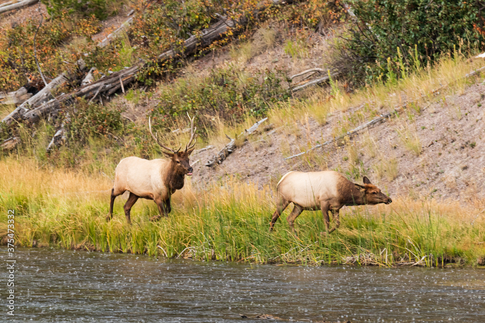 Elk Buck with tongue out chasing female elk along Madison river during rut in Yellowstone National Park Elk Buck with tongue out chasing female elk along Madison river during rut in Yellowstone National Park