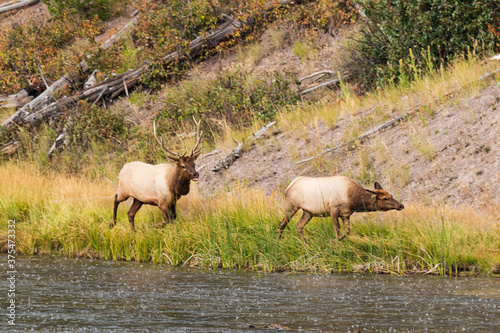 Elk Buck with tongue out chasing female elk along Madison river during rut in Yellowstone National Park