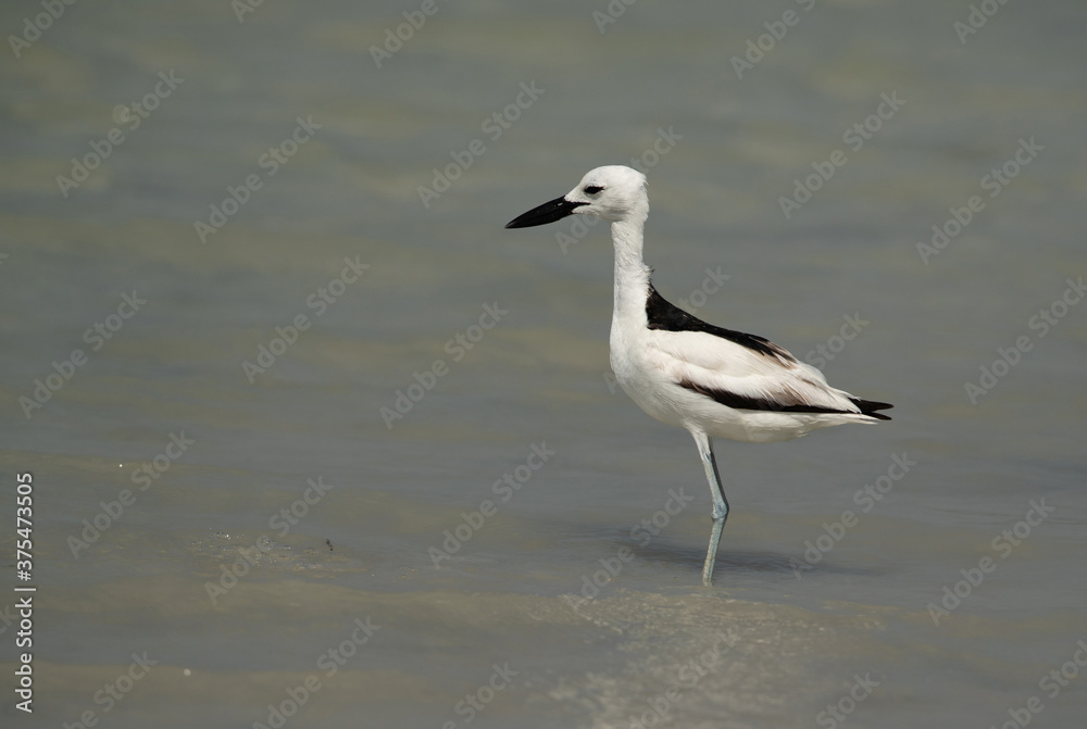 Crab plover at Busaiteen coast, Bahrain Crab plover at Busaiteen coast, Bahrain