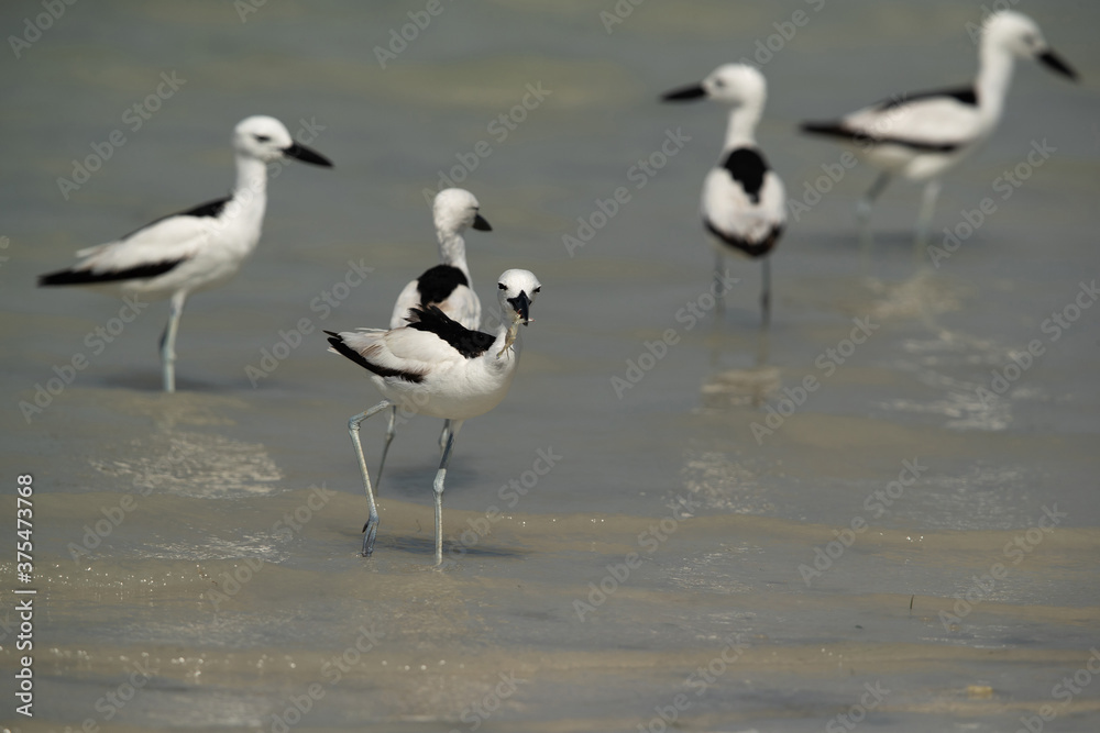Crab plover at Busaiteen coast, Bahrain Crab plover at Busaiteen coast, Bahrain