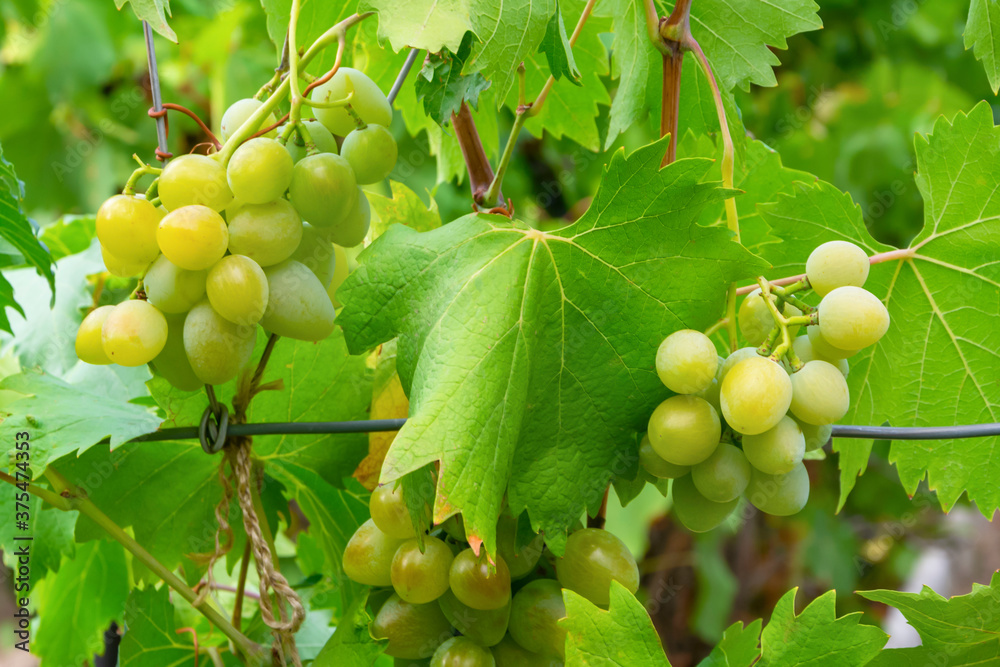 Bunches of white ripe grapes grow on the vines in summer in the garden. Bright green vine leaves, sunlight. Winemaking concept, harvest of organic products in autumn Bunches of white ripe grapes grow on the vines in summer in the garden. Bright green vine leaves, sunlight. Winemaking concept, harvest of organic products in autumn