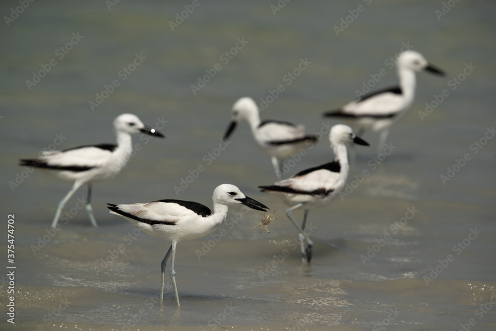 Crab plovers, one holding a crab at Busaiteen coast, Bahrain Crab plovers, one holding a crab at Busaiteen coast, Bahrain