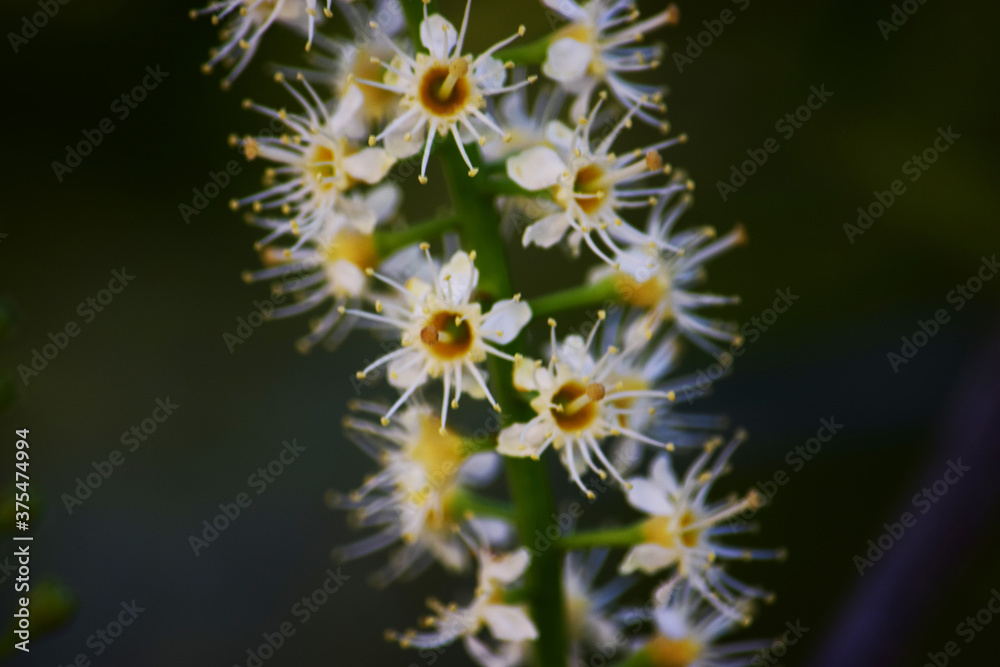 flor naturaleza blanco primavera campanitas plantas flor naturaleza blanco primavera campanitas plantas