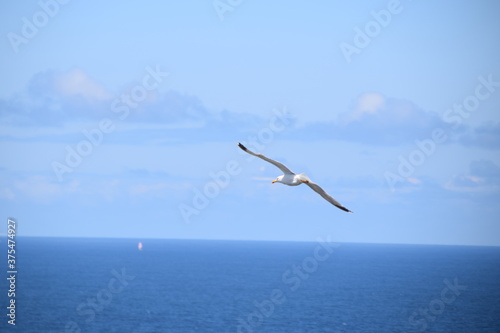 Gaviota sobrevolando el cielo azul