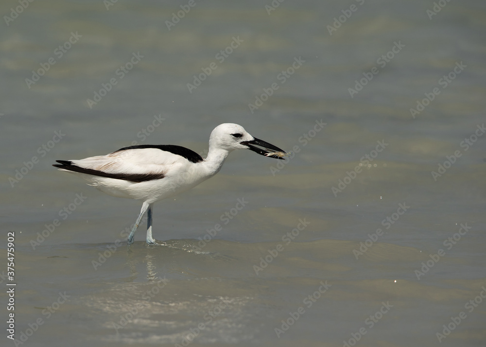 Crab plover holding a craba, Busaiteen coast, Bahrain Crab plover holding a craba, Busaiteen coast, Bahrain