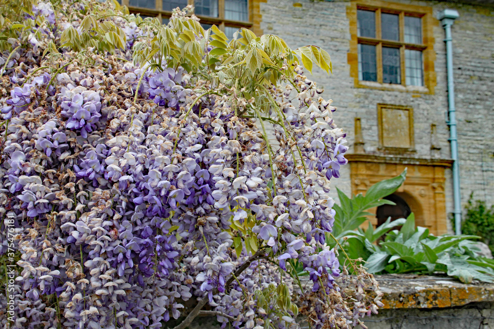 A mass of purple wisteria flowers in front of an English country house