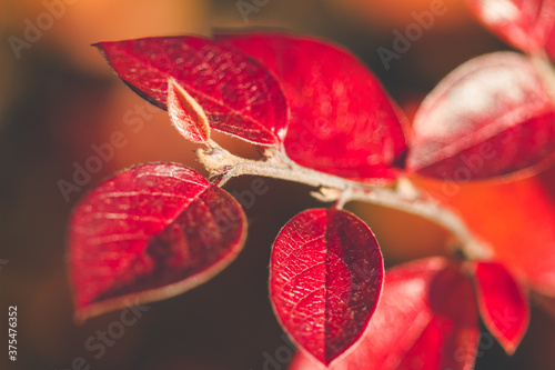 Bright red autumn leaves on a small branch
