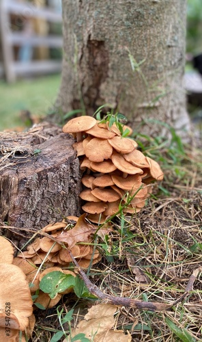 mushrooms on a tree