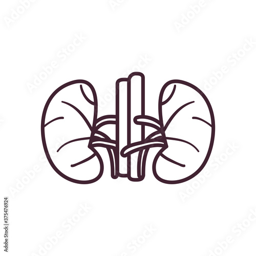 kidneys line style icon vector design