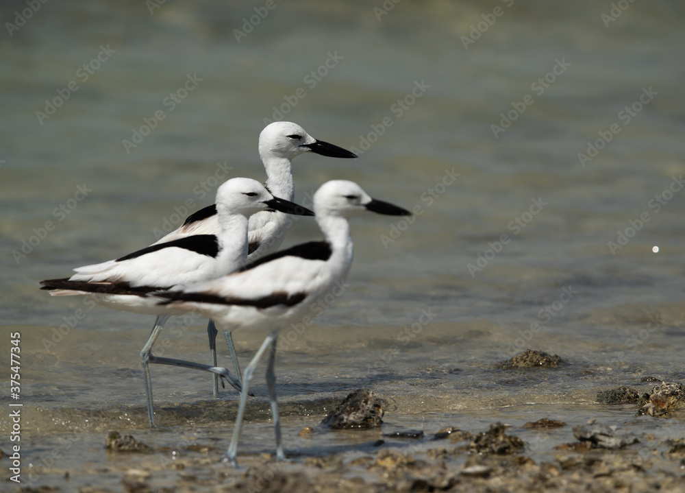 Crab plovers with selective focus on the last, Busaiteen coast, Bahrain Crab plovers with selective focus on the last, Busaiteen coast, Bahrain