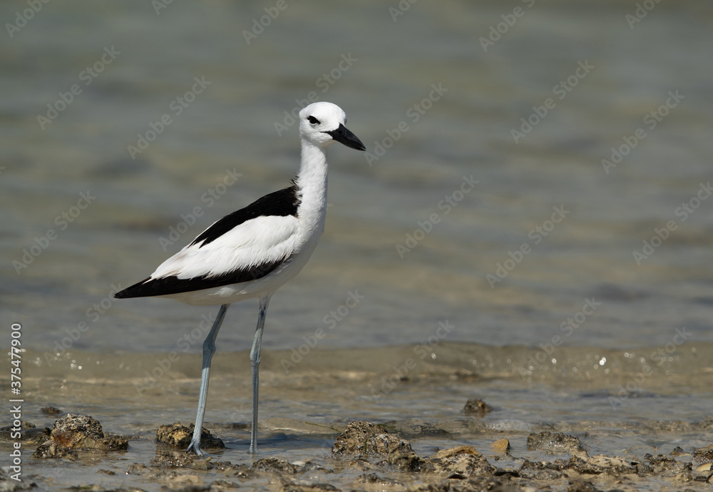 Portrait of a Crab plover at Busaiteen coast, Bahrain Portrait of a Crab plover at Busaiteen coast, Bahrain