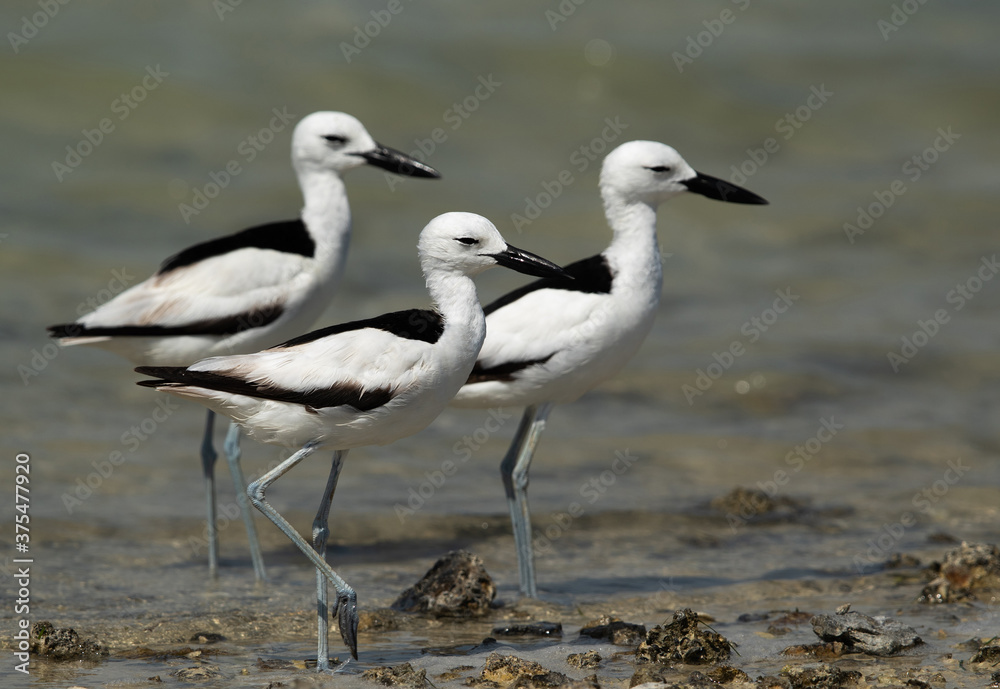 Fototapeta premium Crab plovers wlaking at Busaiteen coast, Bahrain