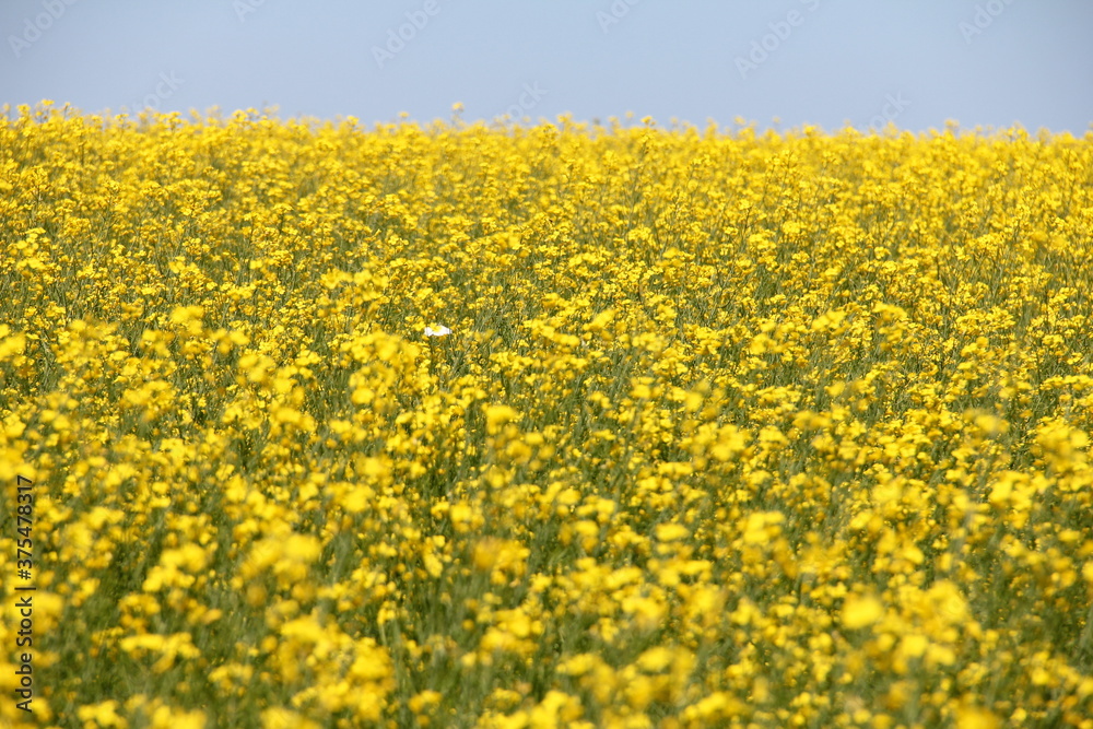 Canola flower fields prince edward island white butterflies 2 Canola flower fields prince edward island white butterflies 2