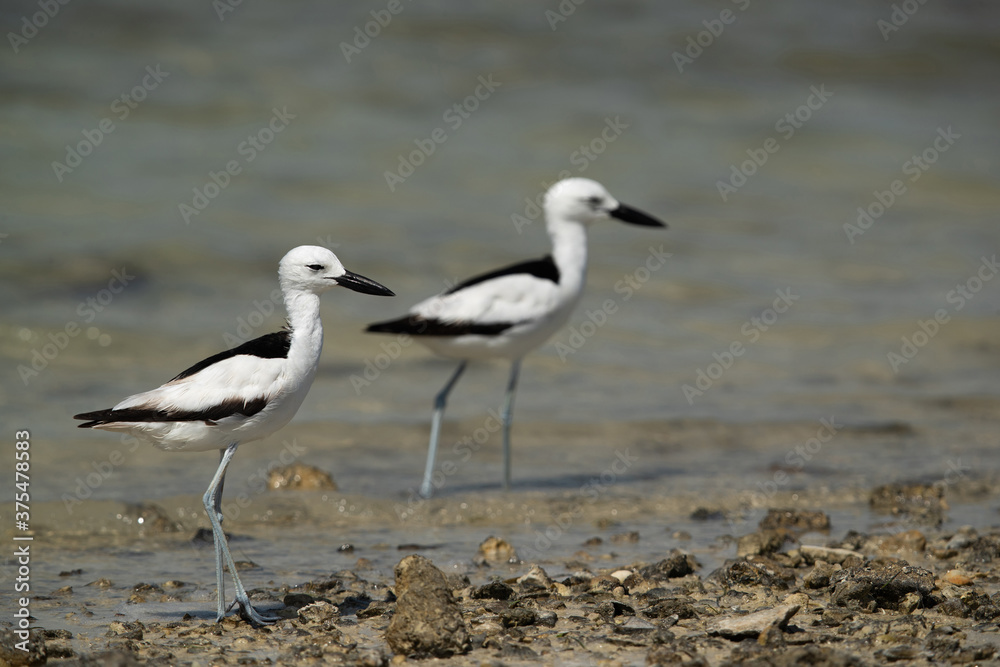 A pair of Crab plovers at Busaiteen coast, Bahrain A pair of Crab plovers at Busaiteen coast, Bahrain