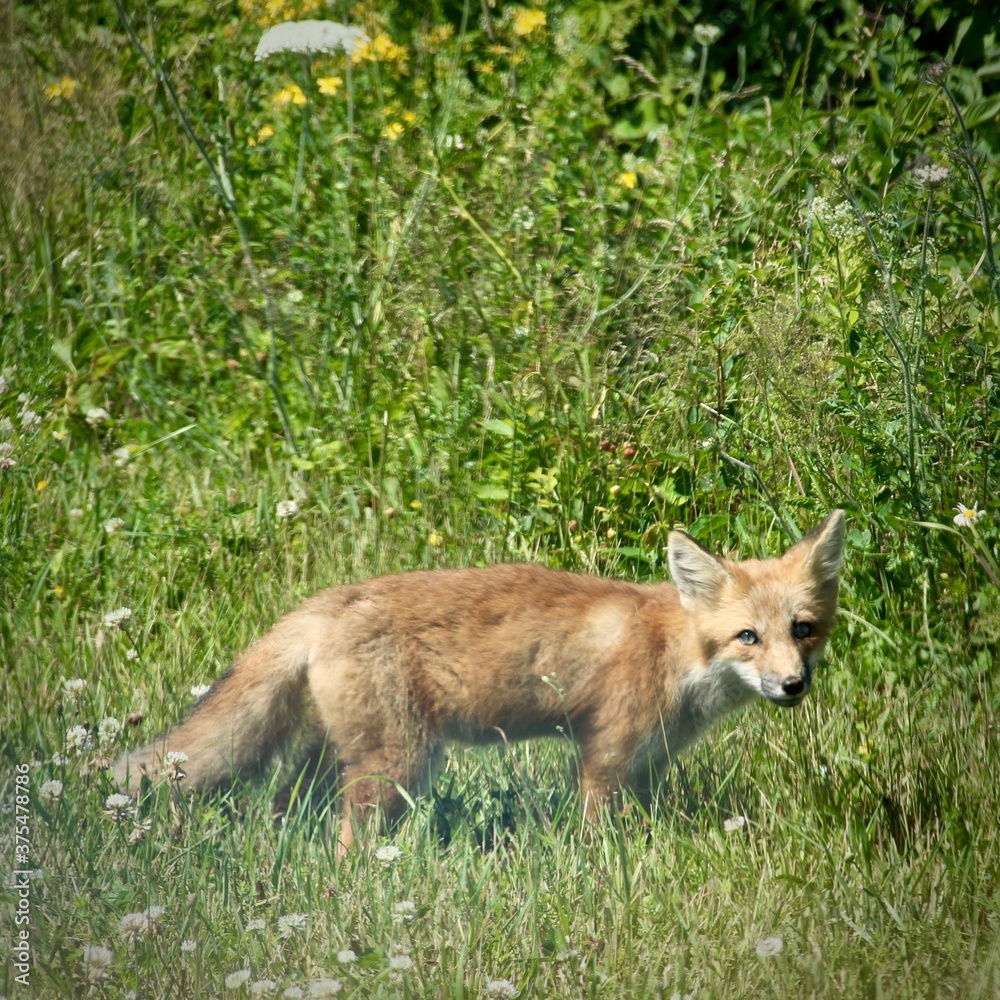 baby fox in field flowers baby fox in field flowers