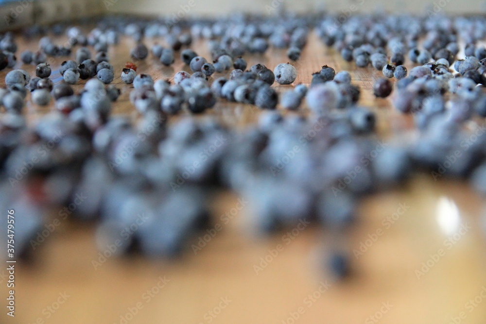 Obraz premium blueberries 13